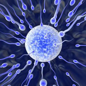 Ovulation Calculator Luteal Phase - Understanding Ectopic Pregnancy